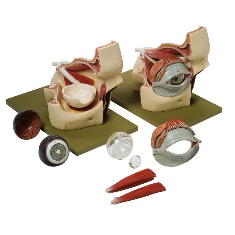 CS 2/2 Eyeball with Part of Orbit | Biomedical Models