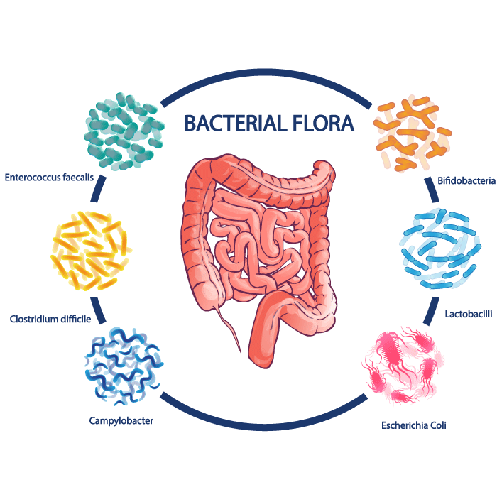 Microbiome Probiotic Supplements Biom Probiotics