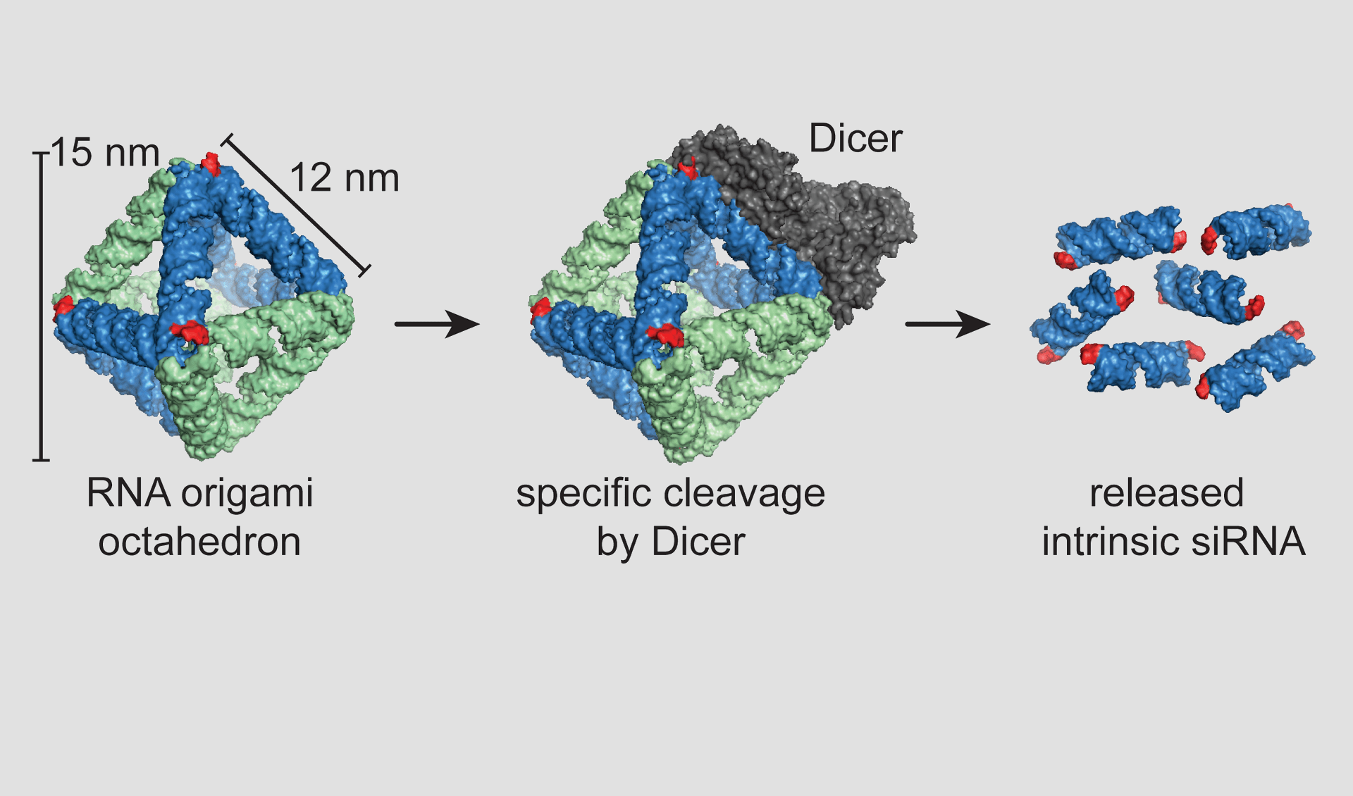 Andersen Lab Biomolecular Nanotechnology and Design