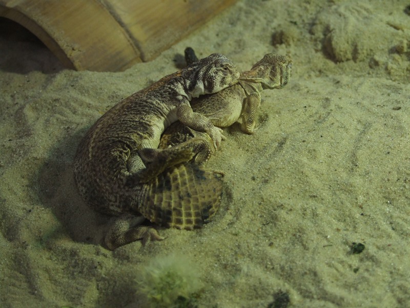 Omani Spinytailed lizard (Uromastyx thomasi) BION Terrarium Center