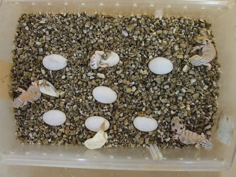 Omani Spinytailed lizard (Uromastyx thomasi) BION Terrarium Center