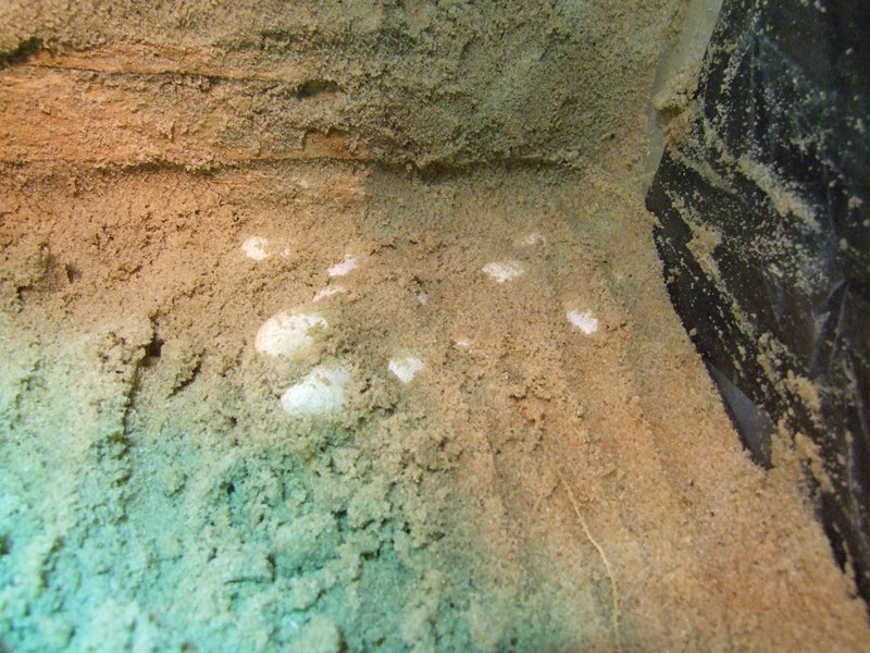 Omani Spinytailed lizard (Uromastyx thomasi) BION Terrarium Center