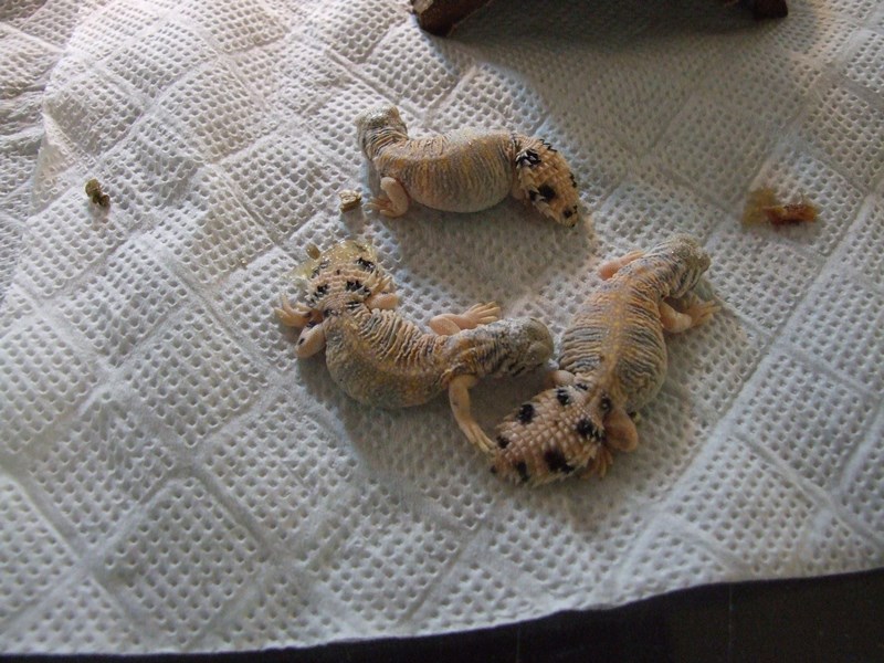 Omani Spinytailed lizard (Uromastyx thomasi) BION Terrarium Center