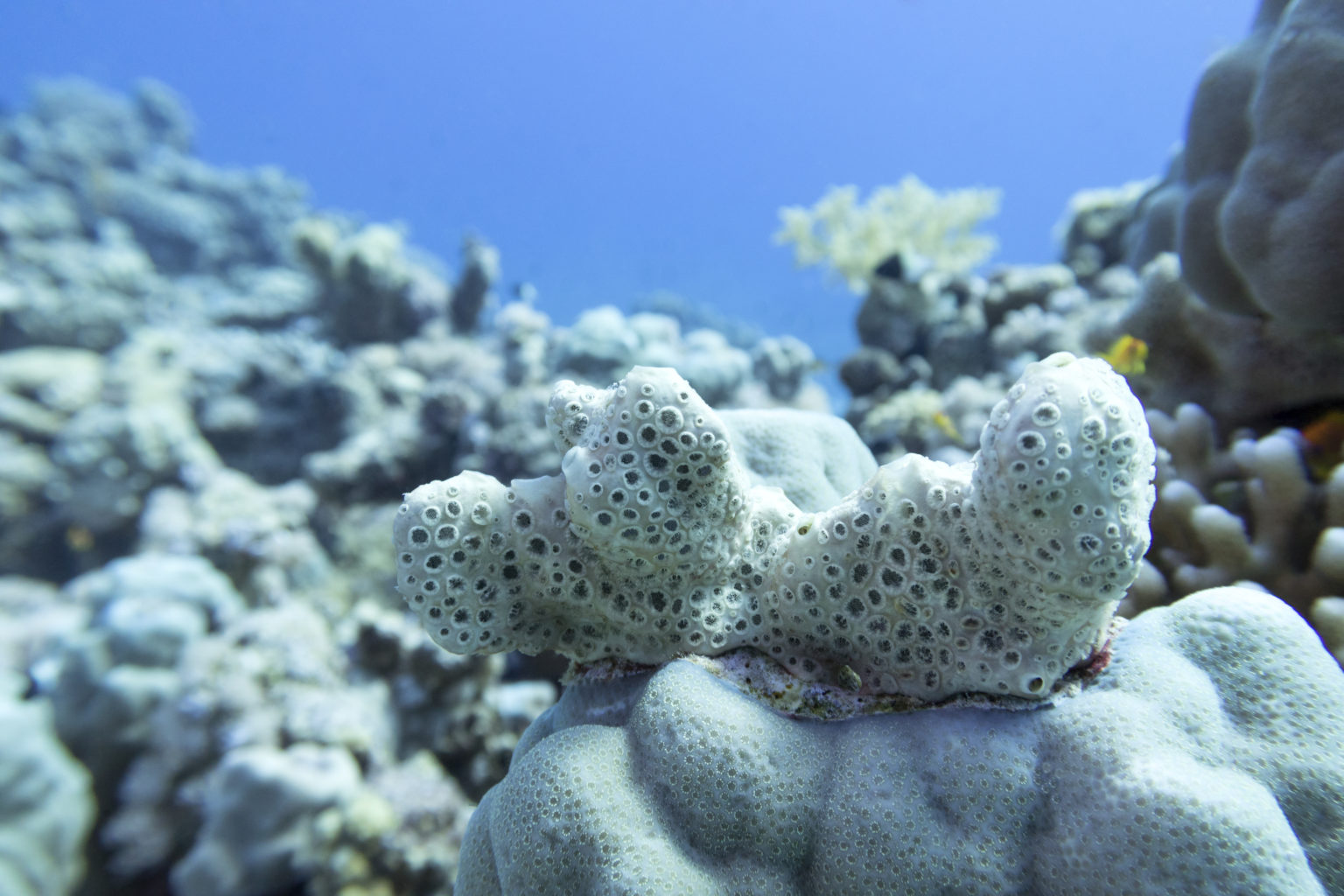MORPHReef project (20202023) Biomimicry and 4D printing to develop
