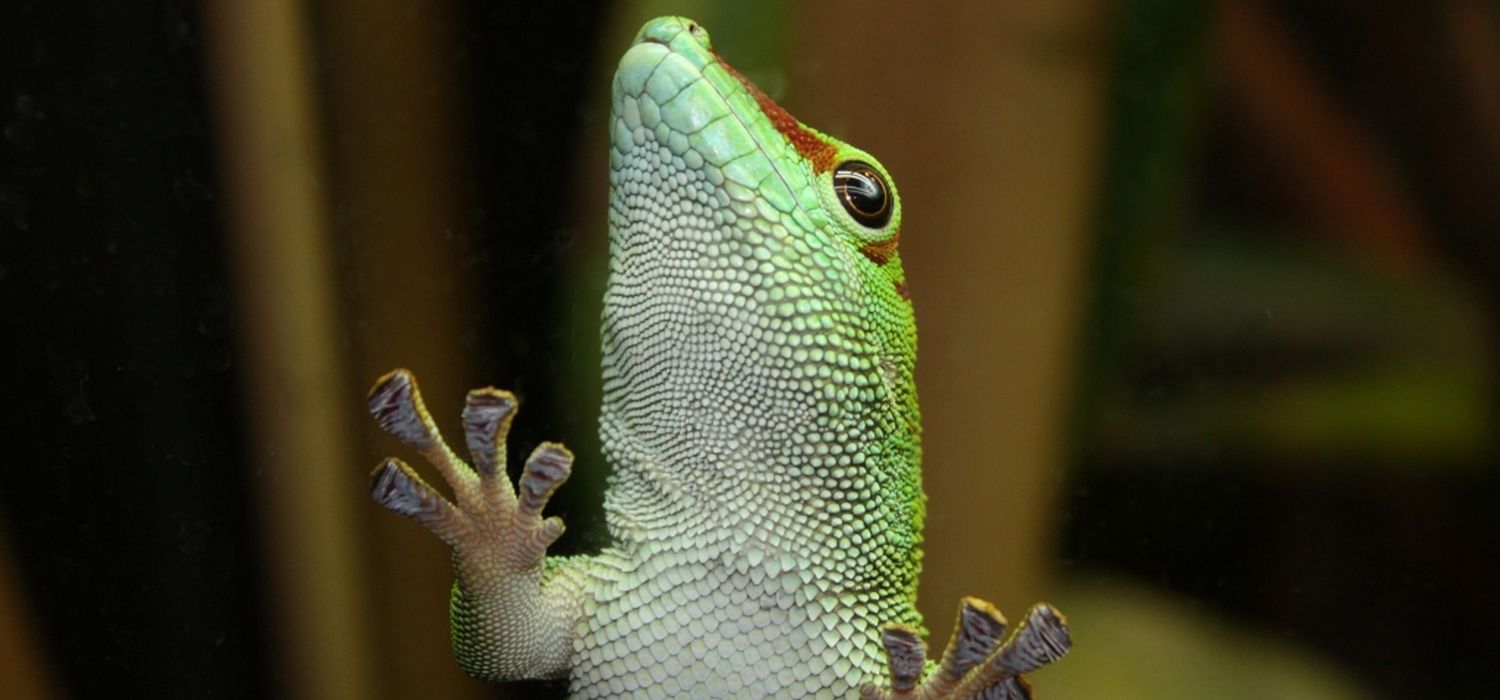 Start Bionik Mannheim