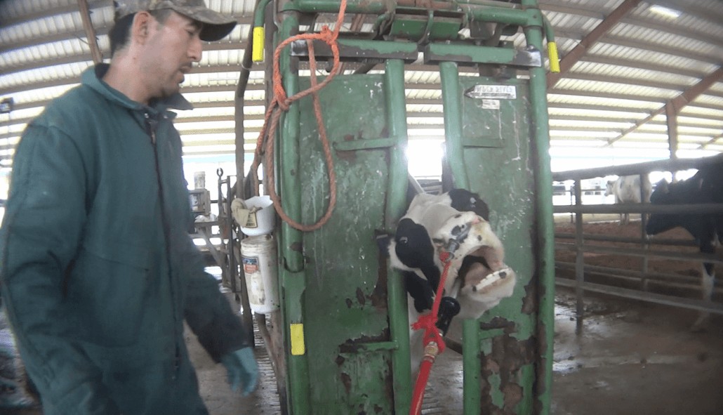 FirstEver Cruelty Investigation into an Organic Dairy Farm BioNutraTech