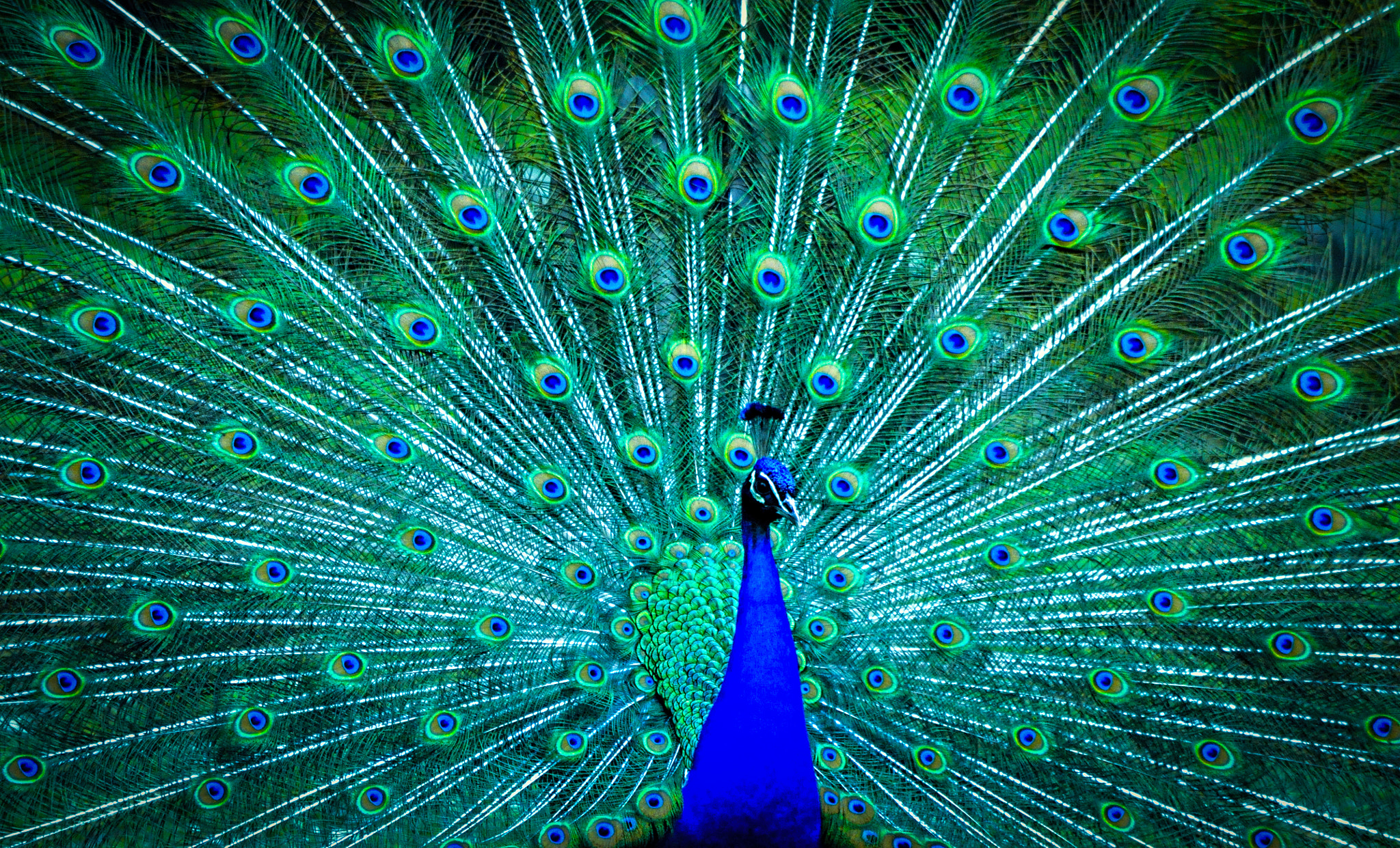 Pavoni a rischio, ecco un metodo cinese per il ripopolamento