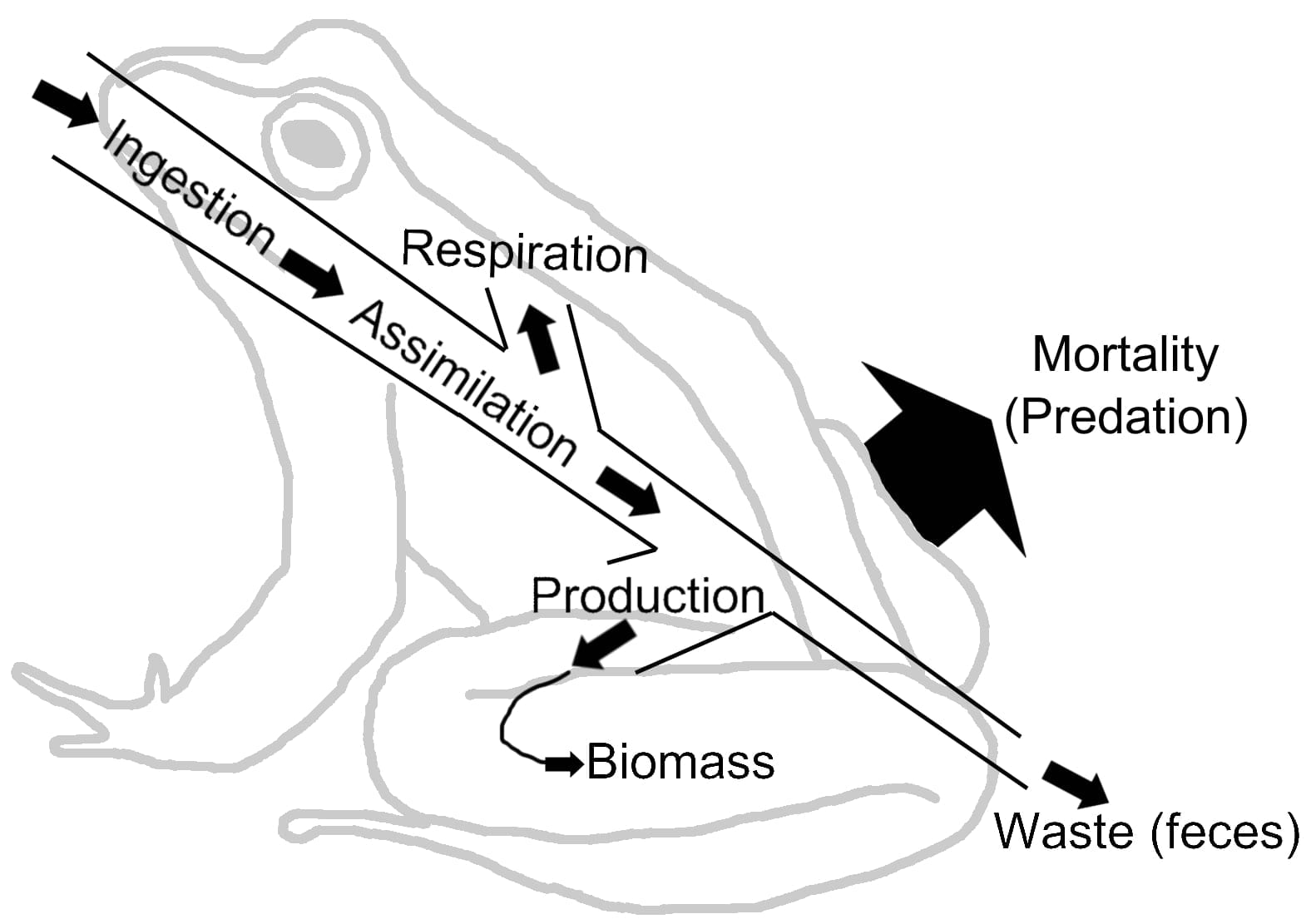 Energy Flow and Nutrient Cycles Biological Principles