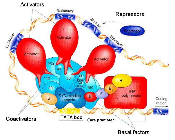 Gene regulation Biological Principles