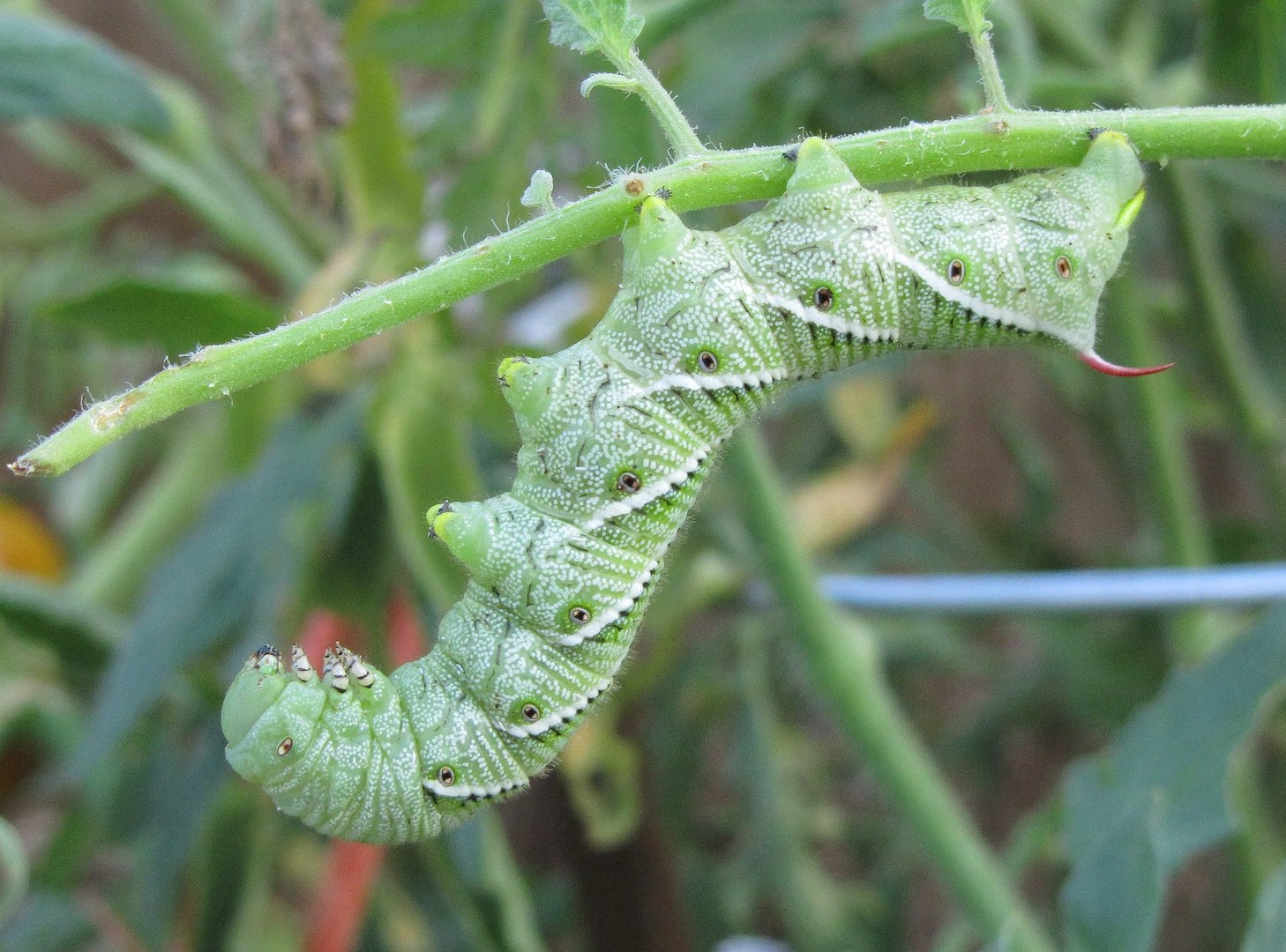 Manduca sexta - BioQuipBugs