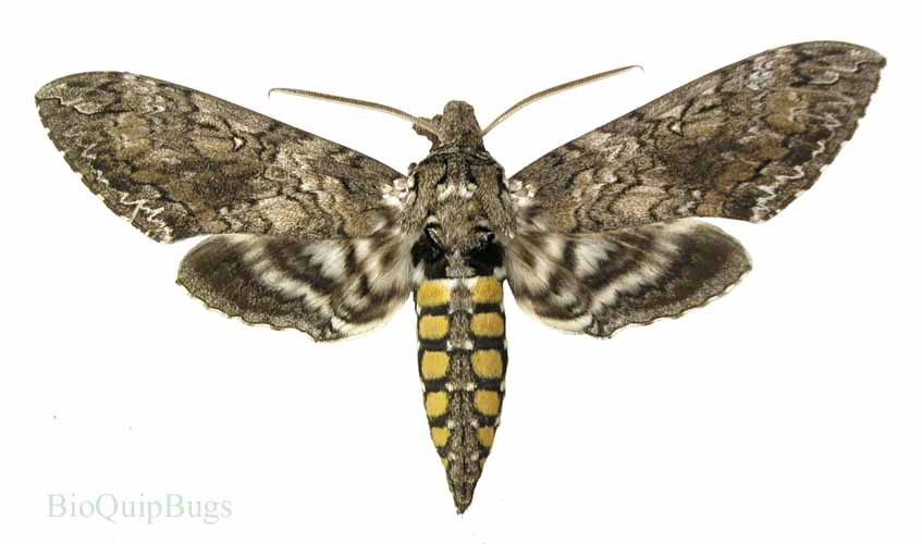 Manduca sexta - BioQuipBugs
