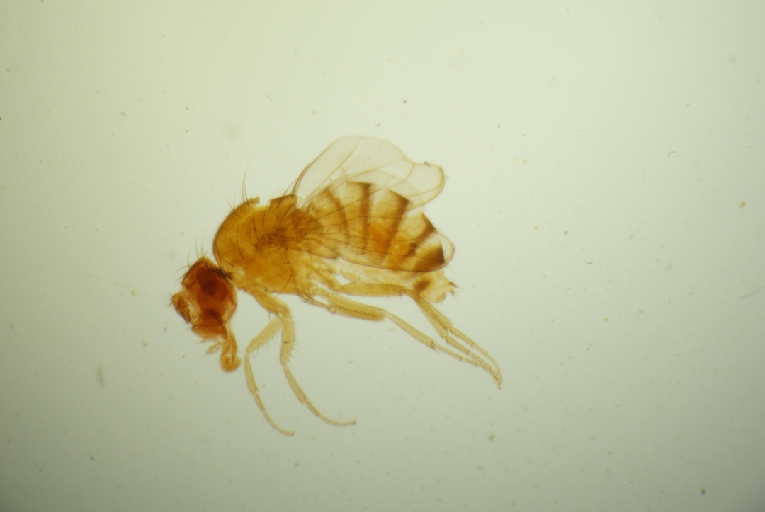 Drosophila melanogaster ("Dumpy" mutant) BioQuipBugs