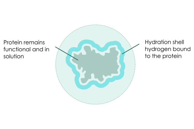 Principals of various protein precipitation methods BQC Bioquochem