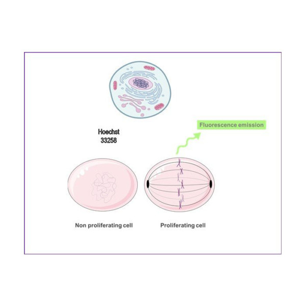 KC04003 DNA Quantification Kit Hoechst Assay Kit BQC Bioquochem