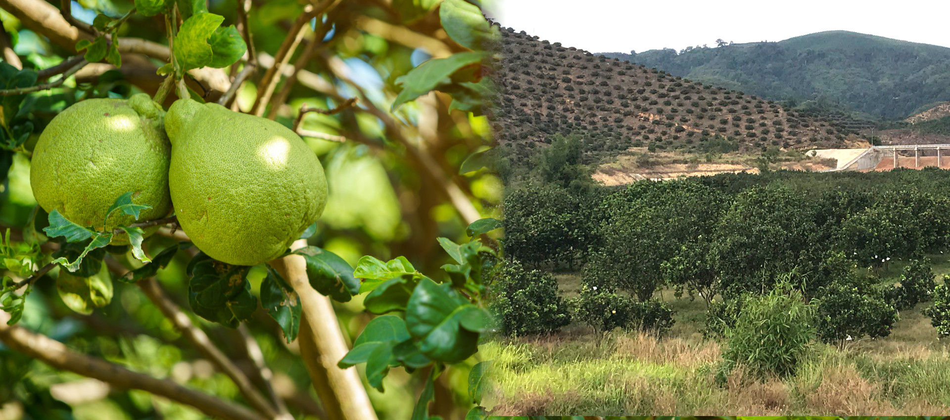 Uses Pomelo essential oil The benefits and uses safely and effectively