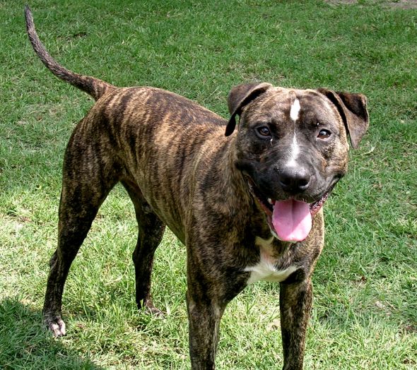 Top 97+ Images Brindle Pitbull Boxer Mix Pictures Latest 12/2023