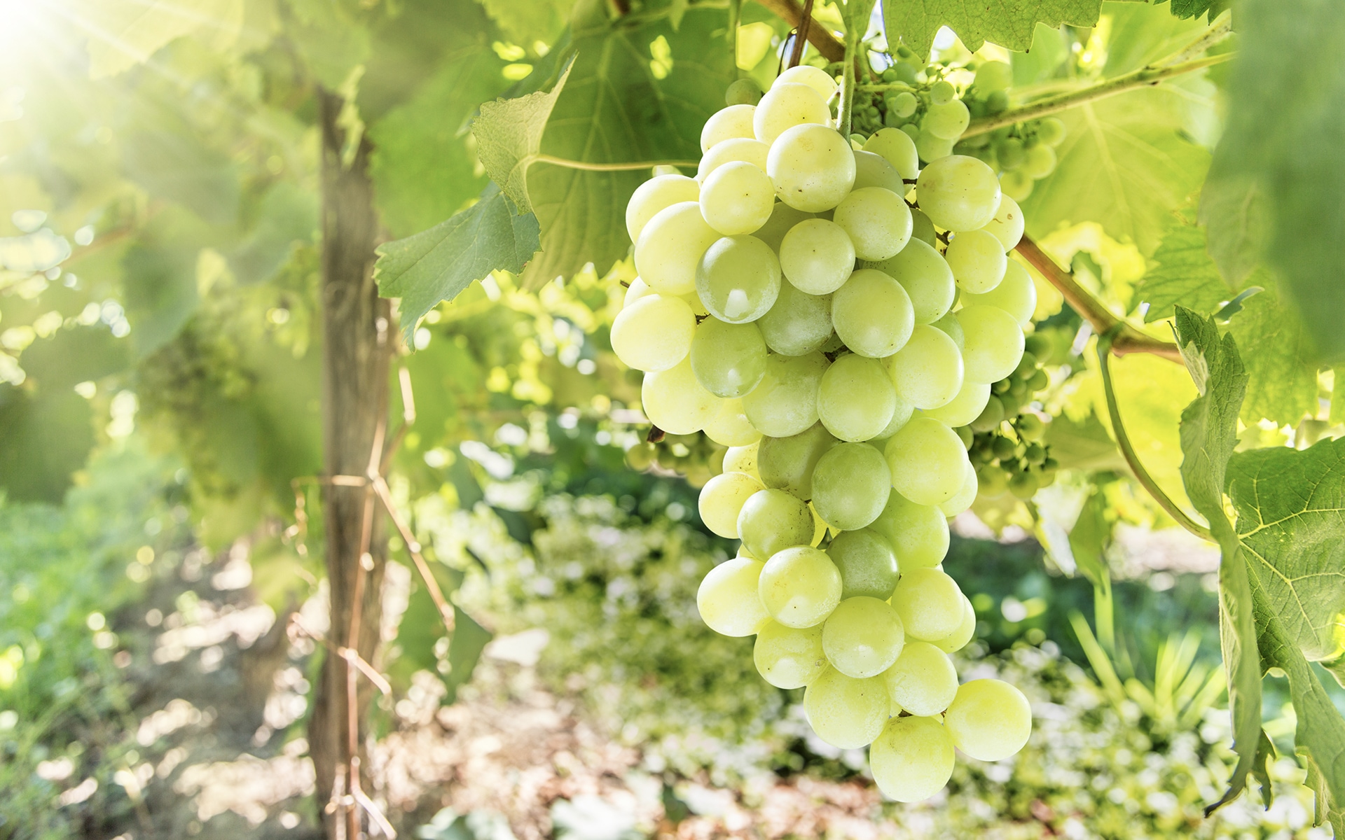 Oxidate Fungicide Reviews doceartedocer