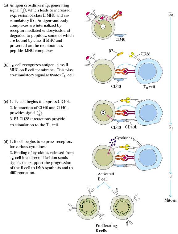 ANTIBODY PRODUCING CELL