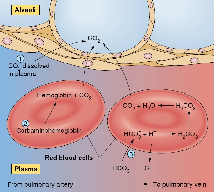 Respiratory System