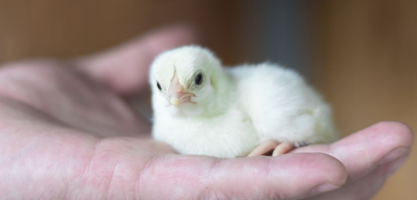 Broiler Chick Growth Booster, Poultry Weight Gain