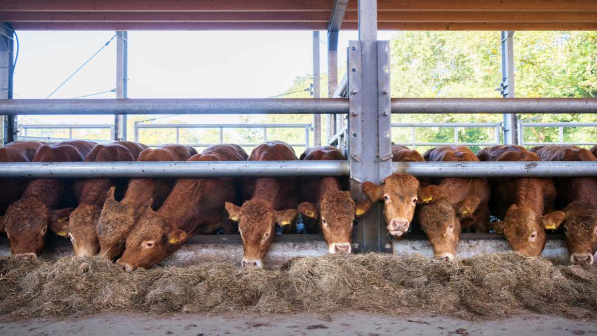 Cattle Fattening Drugs In Kenya at Willie Leday blog