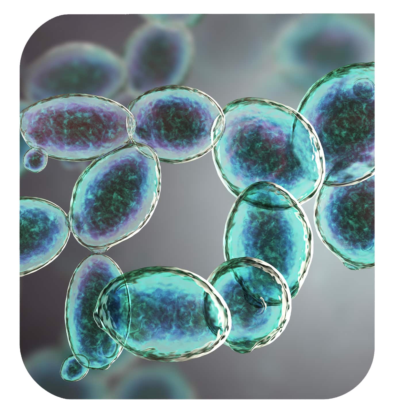 10 reasons to choose yeast protein in food formulations