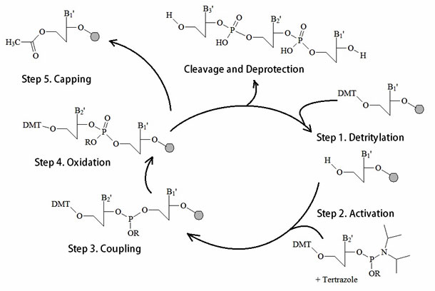 The Chemical Synthesis of Oligonucleotides
