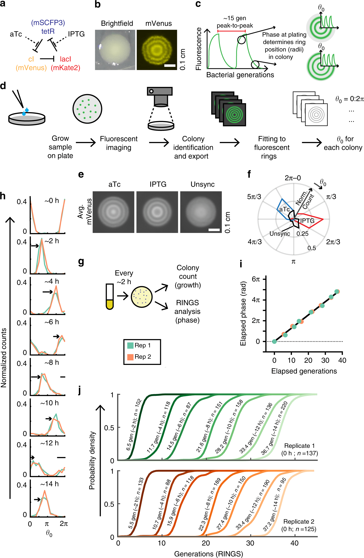 Bacterial variability in the mammalian gut captured by a singlecell