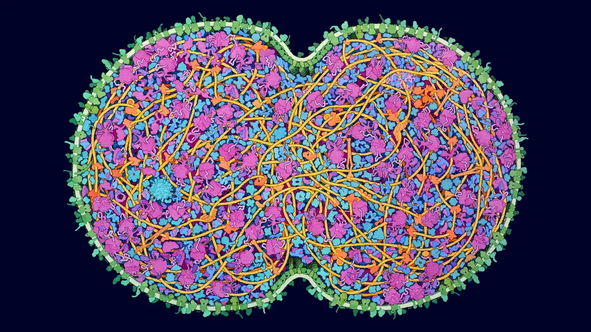 First LabMade Partly Synthetic Eukaryote Genome