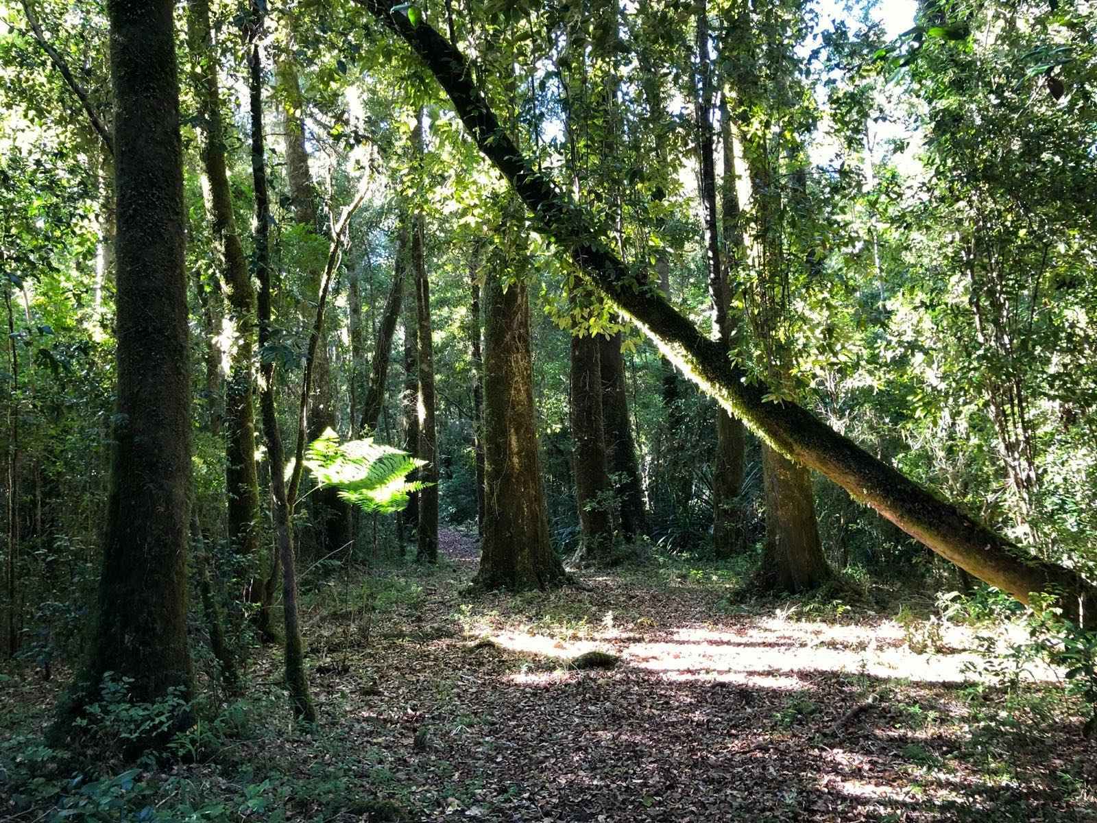 La Selva Valdiviana, el bosque lluvioso del fin del mundo
