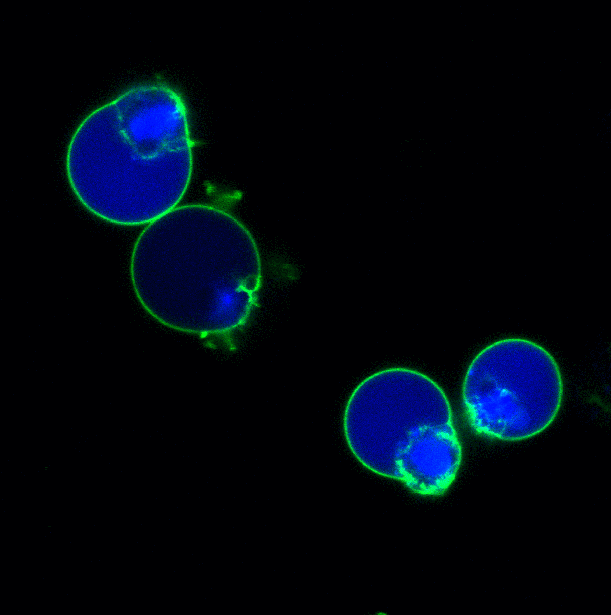 NucView® 405 Caspase3 Substrate, 1 mM in DMSO Biotium