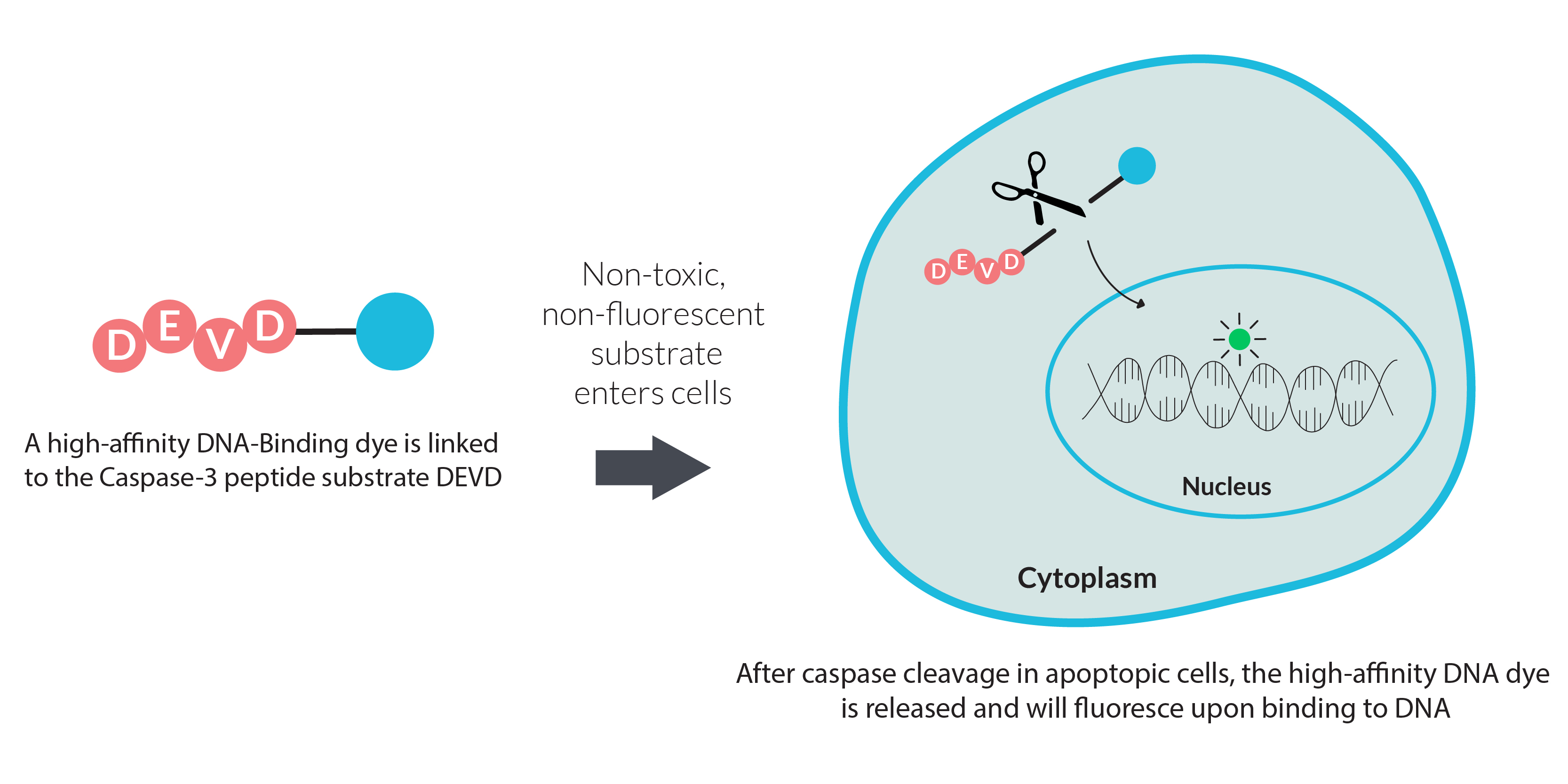 NucView® Caspase3 Enzyme Substrates Biotium