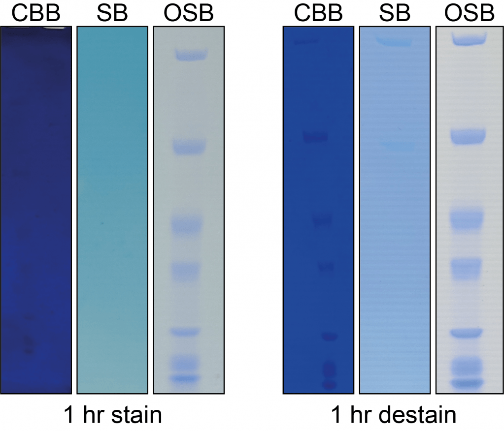 210031L OneStep Blue® Protein Gel Stain Clinisciences