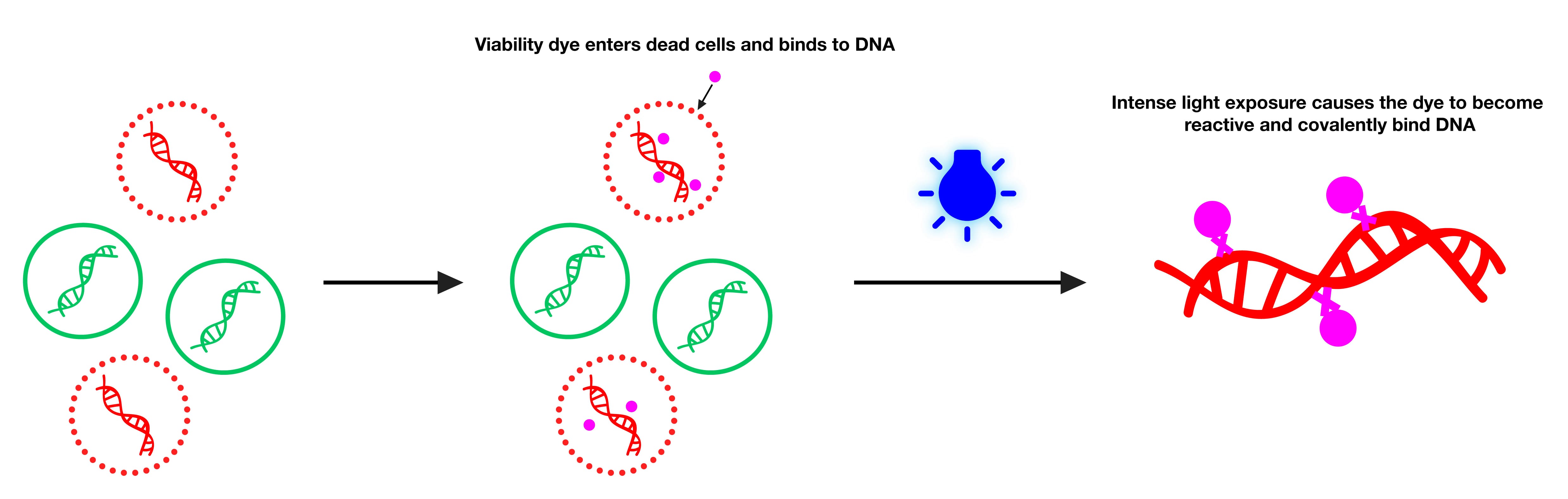 Viability PCR Starter Kit with PMA