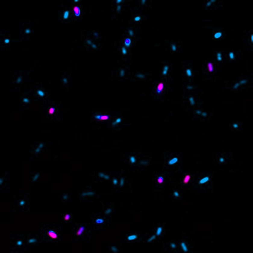 LiveorDye™ Fixable Viability Staining Kits Biotium