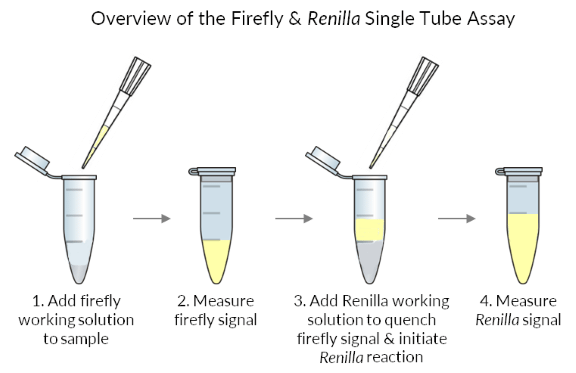 Firefly & Renilla Luciferase Single Tube Assay Kit Biotium