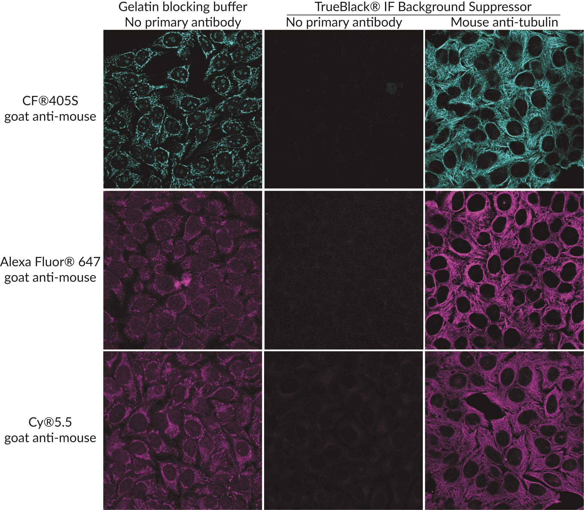 Immunofluorescence Microscopy Biotium