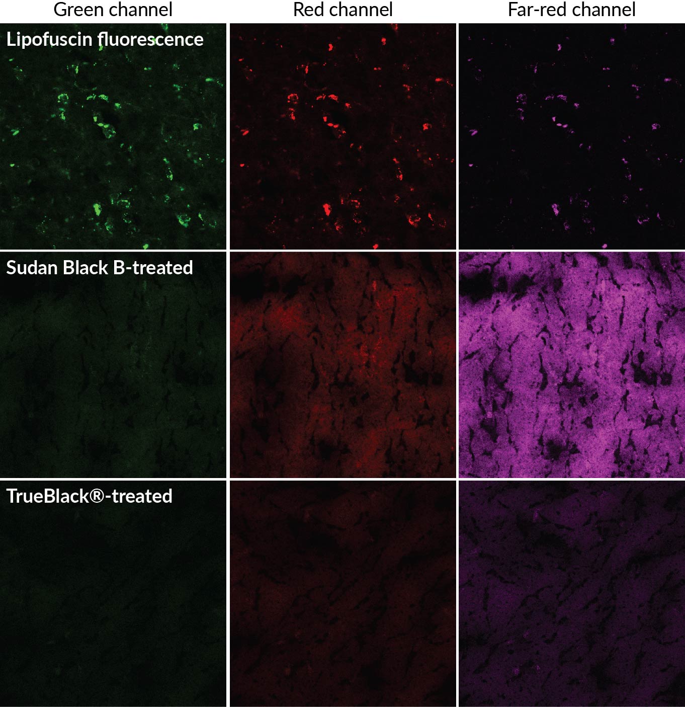 TrueBlack® Background Reducers Biotium