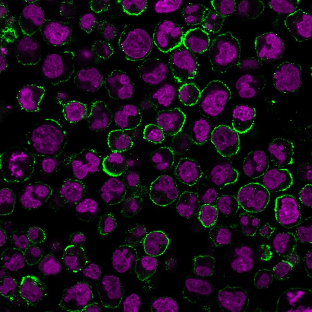 CD19 Monoclonal Mouse Antibody (CVID3/429) Biotium