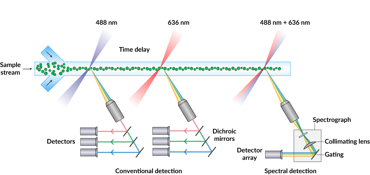 Spectral Flow Cytometry Biotium