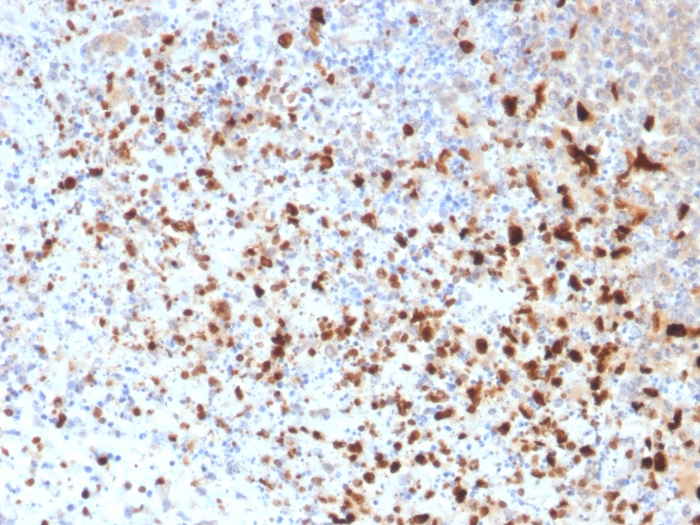 Herpes Simplex Virus 1 (HSV1) Monoclonal Mouse Antibody (10A3) Biotium