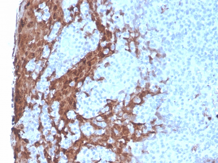 Granulocyte Colony Stimulating Factor Monoclonal Mouse
