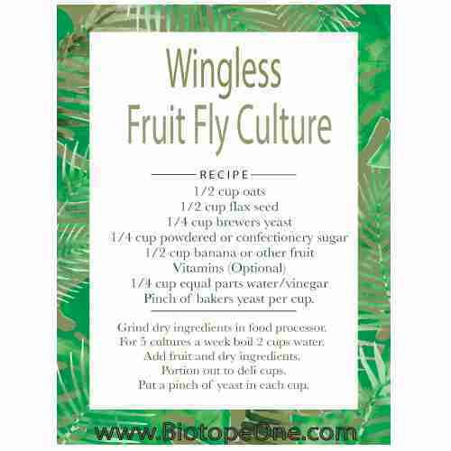 Fruit Fly Cultures Are Quick and Easy DIY Food Biotope One