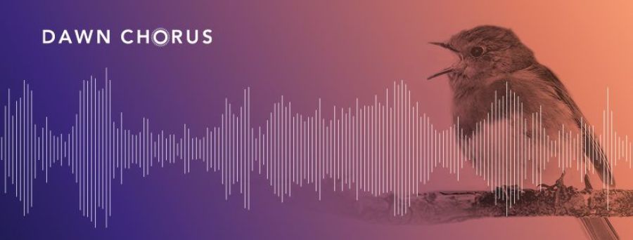 Das Dawn Chorus Projekt En Neu