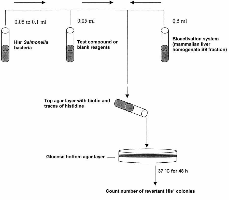 Mutagenicity Testing