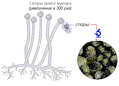 Рисунок мукор под микроскопом