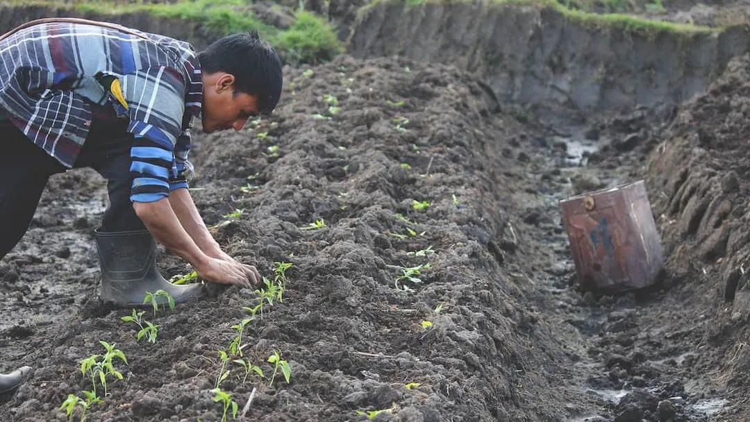 What are the benefits and drawbacks of organic farming?