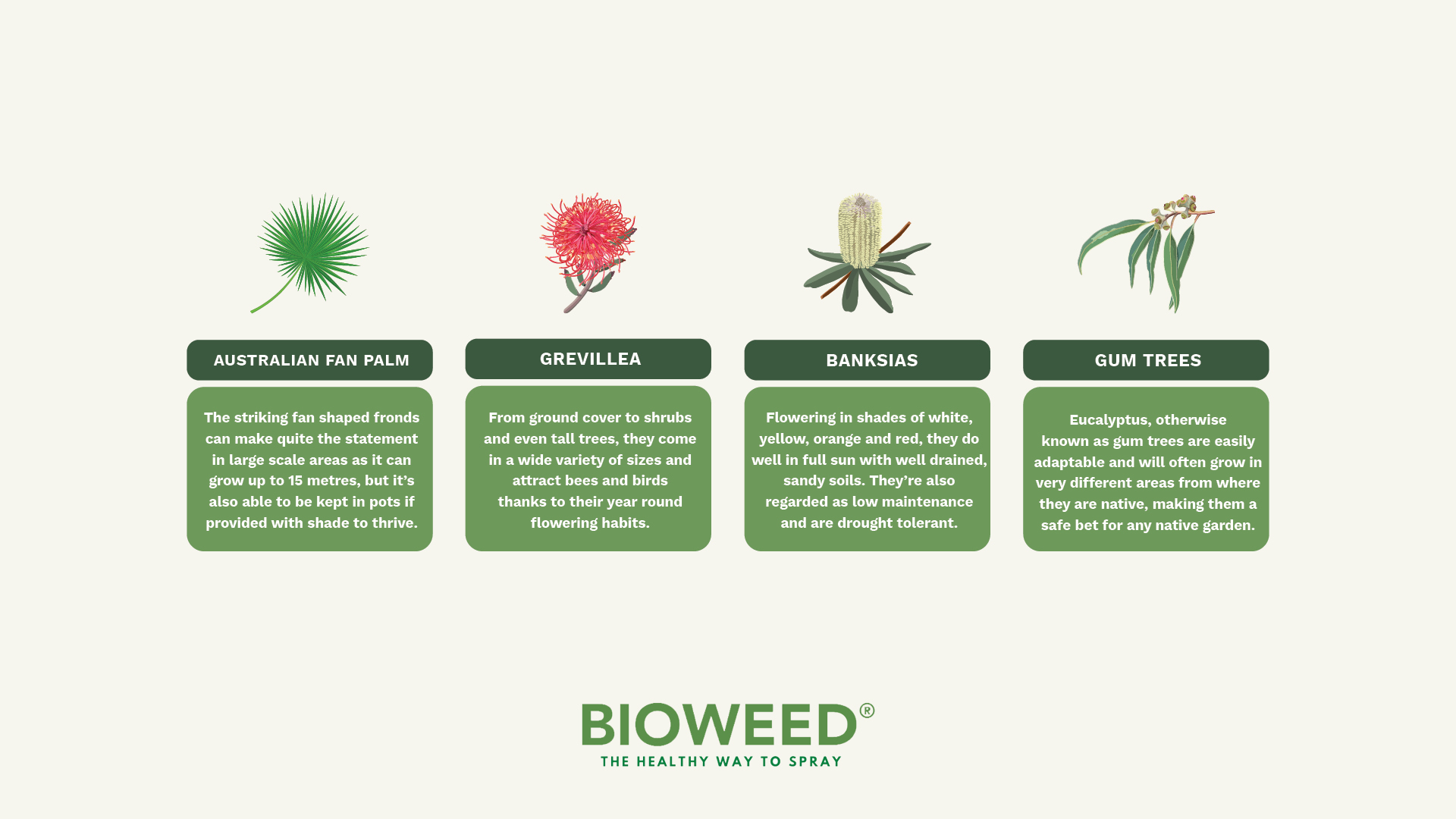 Creating A Sustainable Native Garden