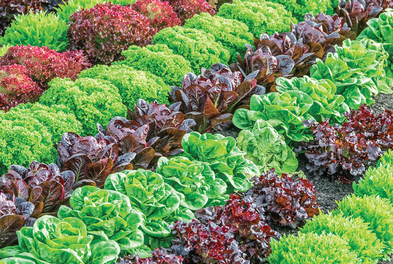 What To Plant In Autumn In Australia Bioweed