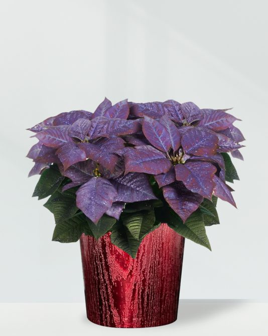 Purple Poinsettia Biozenic